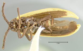 Media type: image;   Entomology 35319 Aspect: habitus ventral view
